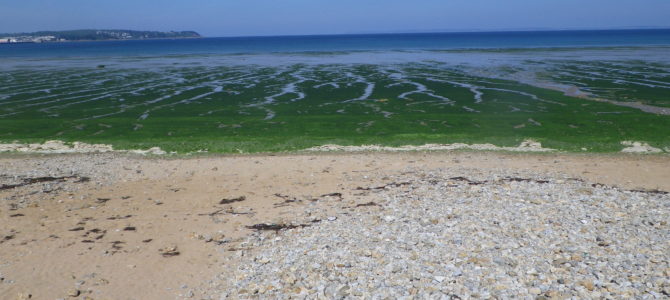 Bulletin d’information du CEVA – État des proliférations d’algues vertes en Bretagne – Avril 2019